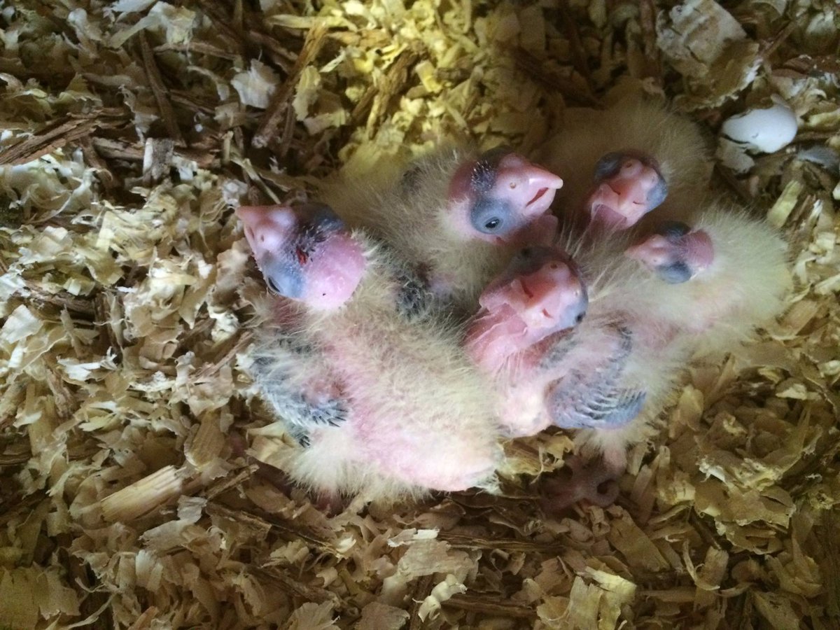 Een hele goede vrijdag! Ook namens ons nieuw lentegeluk, de valkparkietjes!:)