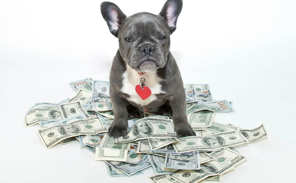ComedyLolSpot's tweet photo. Top 10 Most Expensive Dog Breeds in the World, See Here: https://t.co/P0mXNjQTjR https://t.co/FBMKzCIT3O