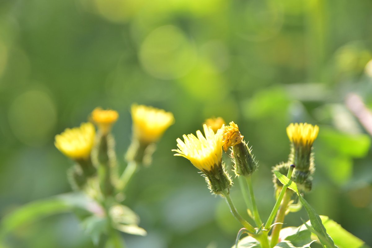 xxxsakiko's tweet photo. 光に包まれて

#ファインダー越しの私の世界 #D5550 #こんばんは https://t.co/CWAkaQoMAH