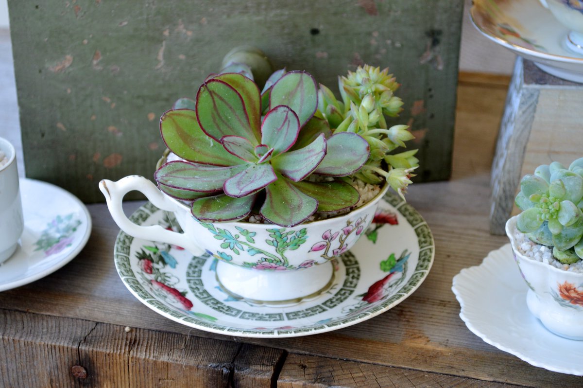 NatureworksCT's tweet image. Spring planted teacups being planted daily #Teacup #succulents #SpringPlanter #natureworks #natureworksct