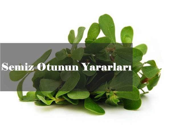 ddermanlar's tweet photo. Semiz Otunun Yararları #semiz #semizotu #şifalıbitkiler
https://t.co/jiOmrtZ9Uj https://t.co/o7BuIwEO3z