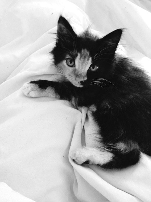 CataB19's tweet photo. #FridayKitty @eugedebsas @crestaceo @MFE67 @ymx76 @IncubusRP @ZAIDEEMC @Adyta_TP @nylamanaya https://t.co/GcwrI422Hb