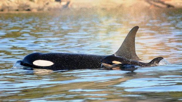 Orca United tweet media
