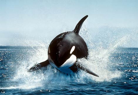Orca United tweet media
