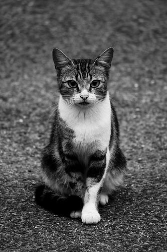 CataB19's tweet photo. #FridayKitty @OliviaB3 @Jesyorrego15 @Moni18MR https://t.co/ypYGx7nmVM