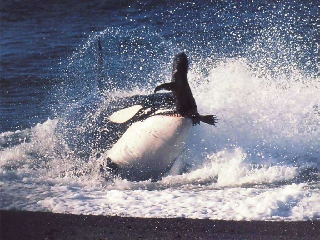 Orca United tweet media