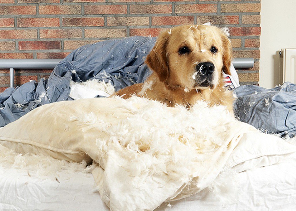 irentblog's tweet photo. What’s the Difference Between a Pet Deposit and Pet Fee? - If you have a pet and ... - https://t.co/jsgXXJzraf https://t.co/oaw7241MP0