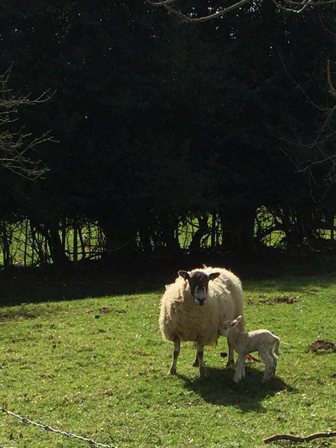 Love lambing season, reminds me of life on the farm, new life and summer coming.