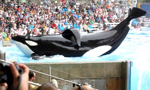 Orca United tweet media