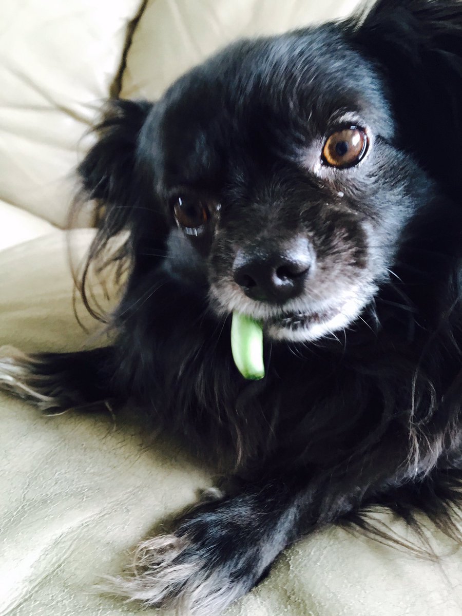 Dragon_the_Dog's tweet photo. Don't mess with me and my green bean #treats #GoodFriday https://t.co/rT8VTltfDO