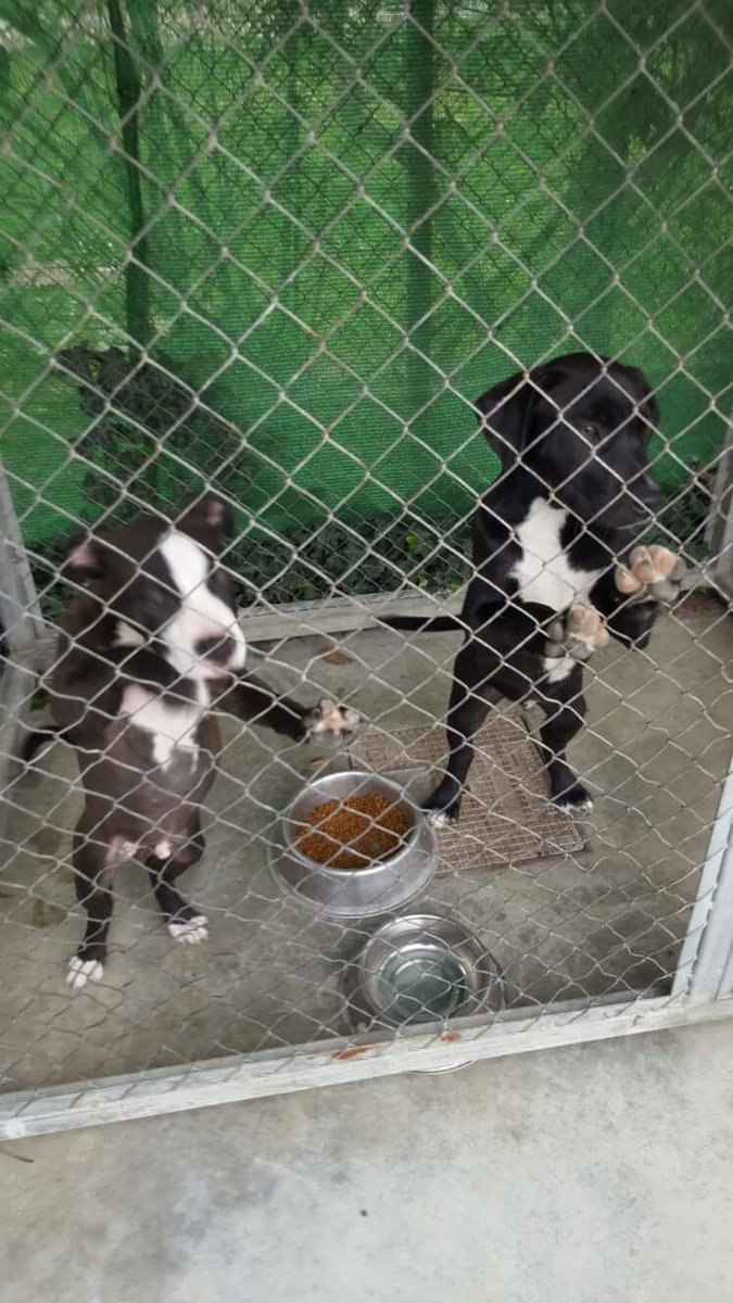 CaldesK9's tweet photo. Arriben les festes i ja tenin les gabies de comissaria plenes. DENUNCIA SI VEUS QUE ALGU ABANDONA UN ANIMAL https://t.co/8eALrUWaC0