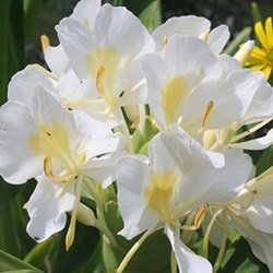 ePlantSource's tweet image. Hedychium coronarium White Butterfly Ginger: Deliciously scented ginger.
hubs.ly/H02pqWy0 by @ePlantSource