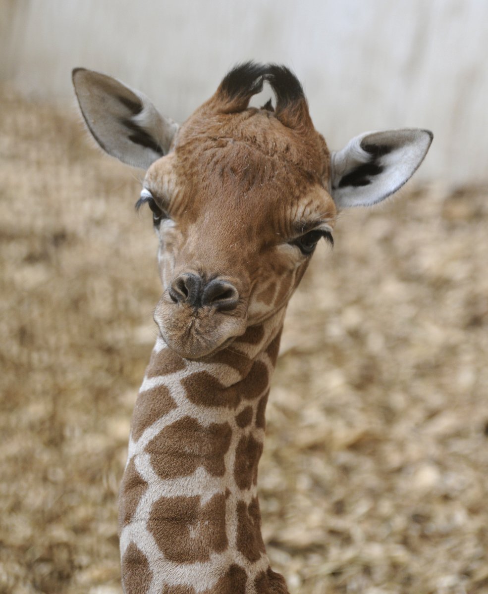 RotterdamZoo's tweet photo. Het girafje dat woensdag werd geboren, heeft het helaas niet gered: https://t.co/MU5EgwGQYN https://t.co/LMtXWvAO1m