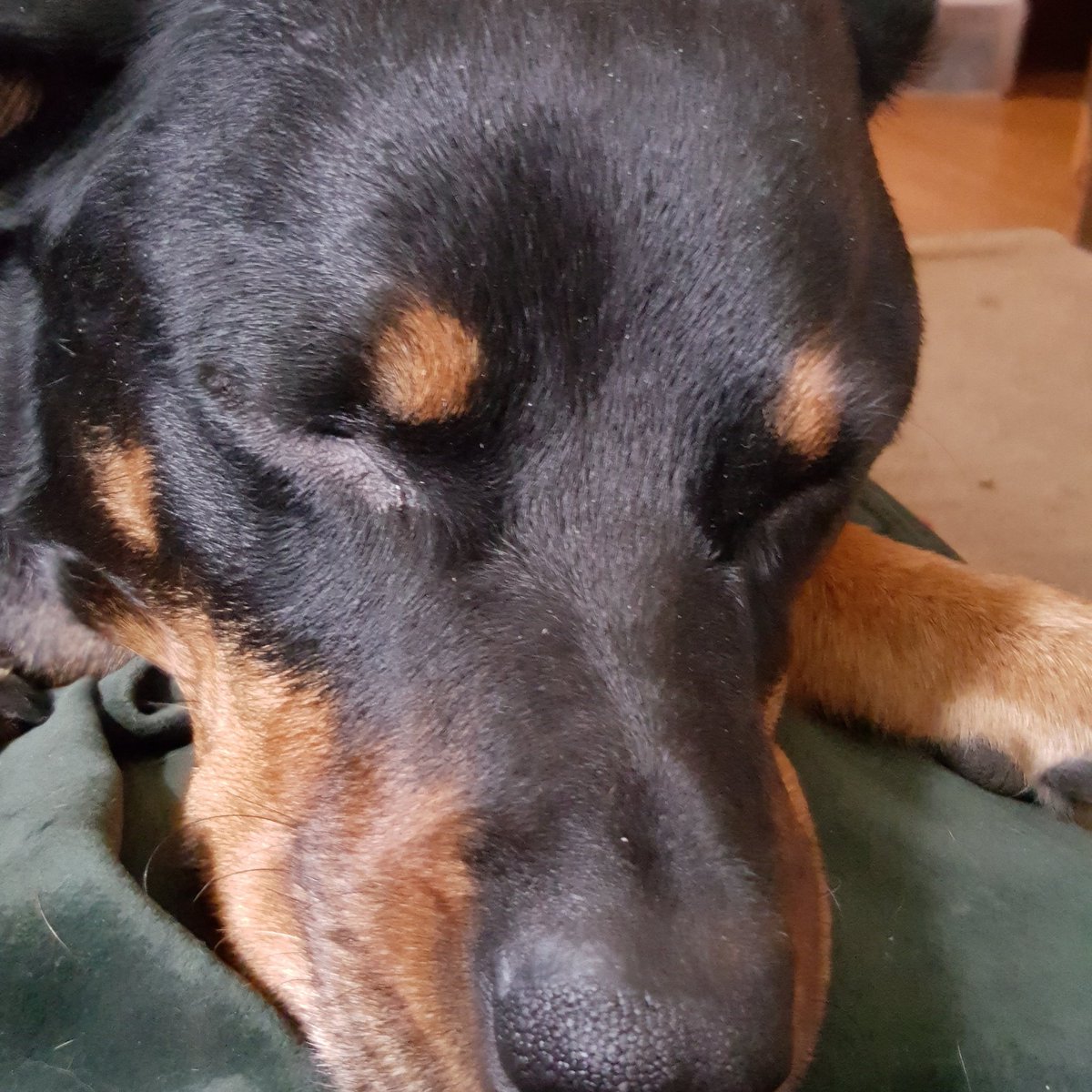 AnnPeacherose4's tweet image. I hope to stop at @Petco after work tonite. Need #Ozzy &amp;amp; #Dazee Easter dinner. #Merricks hope there is plenty :)