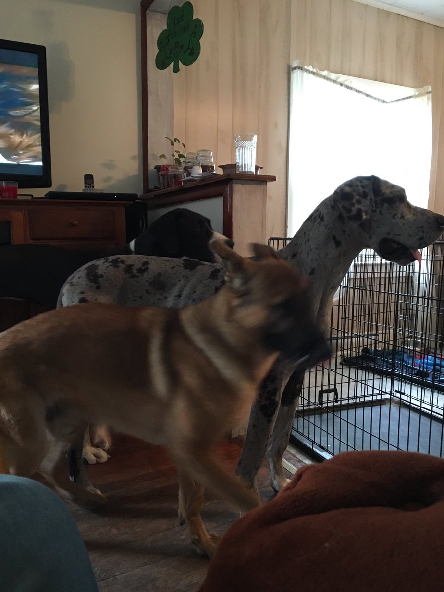 CompolPeter's tweet image. The make him look small