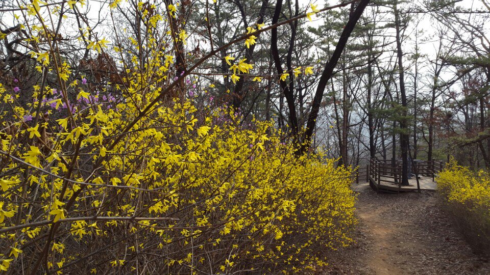 jnkim517's tweet photo. 은평 이말산에 핀 개나리, 진달래 그리고 우리 비서 뒷모습^^ https://t.co/TyduZ1FjA2