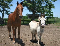 RajDhaliwal's tweet photo. @RogersHelps donkeys and horses do have some things in common but they r NOT the same. App organizes VMs TXT Doesn't https://t.co/OQWcjyyaWR