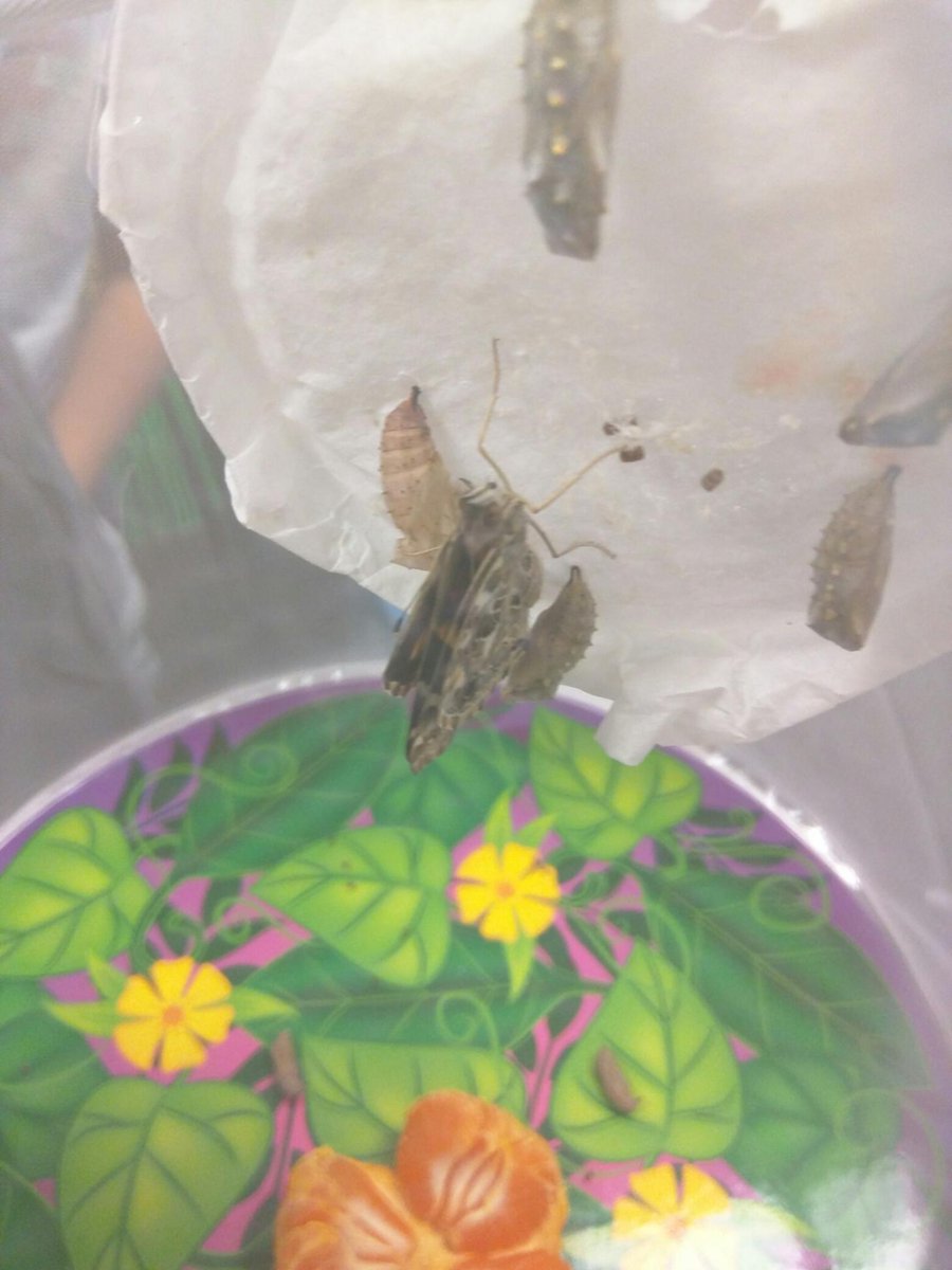 Hillside Elementary tweet media