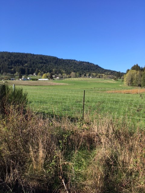 #spring #SaltSpring #Winery