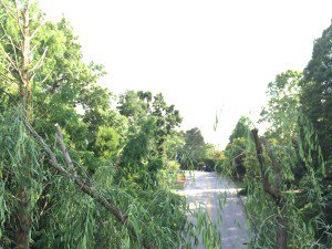 GuyMeilleur's tweet photo. Putting NERC to Work:  Standard Utility Pruning https://t.co/48HEEpC6Pj https://t.co/BV5YAnhG6x