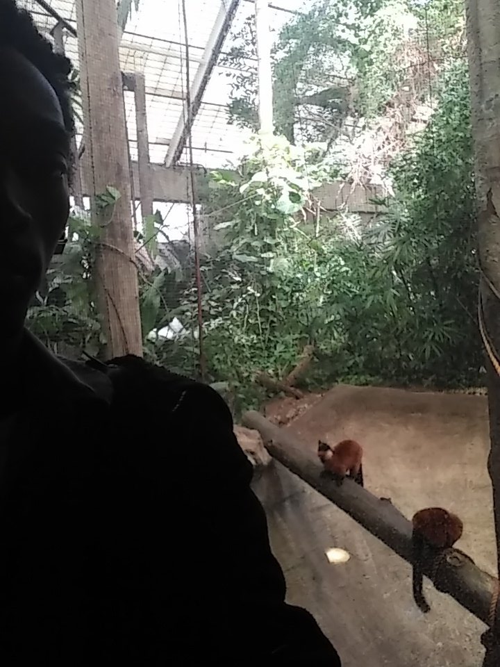 scholarproject's tweet photo. Howler monkeys #treehabitat #zooforall https://t.co/9kDI5ajGHB