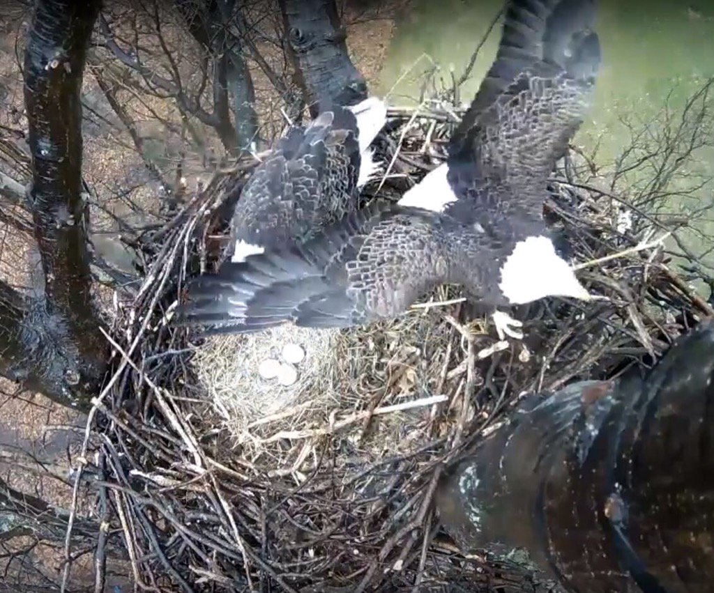 PaulOrlousky's tweet photo. Avon Lake Eagles swap out. Revealing 3 eggs. Thanks Dan Deroos @PaulOrlousky @cleveland19news #CLEcurious https://t.co/oaxlgfANQl