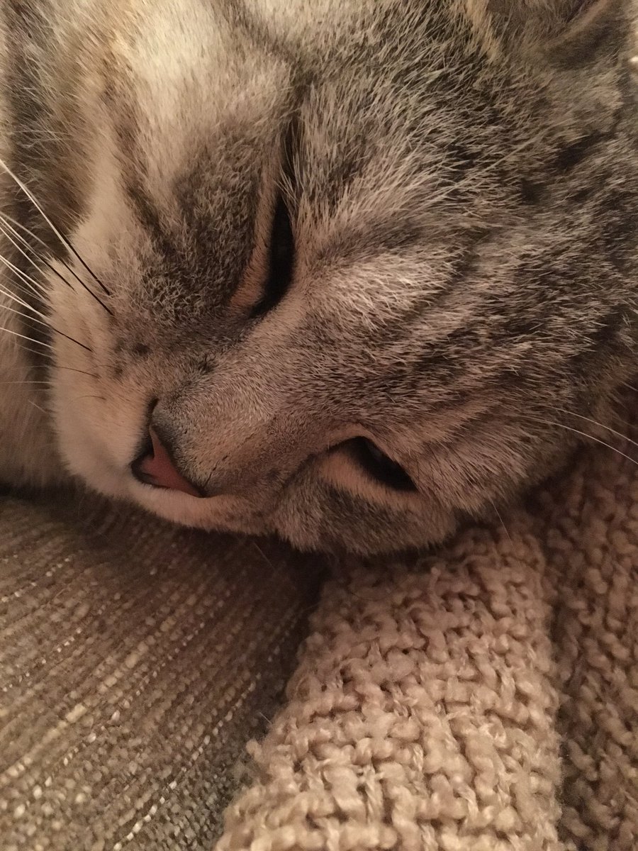 Sleepy rudy 😴