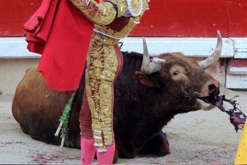 #BanBullFighting 😿 ¡BASTA!
La TORTURA NO es ARTE ni CULTURA 💔
RT 🆘 Si quieres la ABOLICIÓN de las corridas de #toros