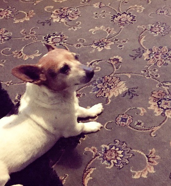 HWatt_'s tweet photo. Mum, I look at Millie and think awhhh she's so pretty 🐶. Do you look at me and think that? 

Yep - dog, dog. https://t.co/yMd51yxesR