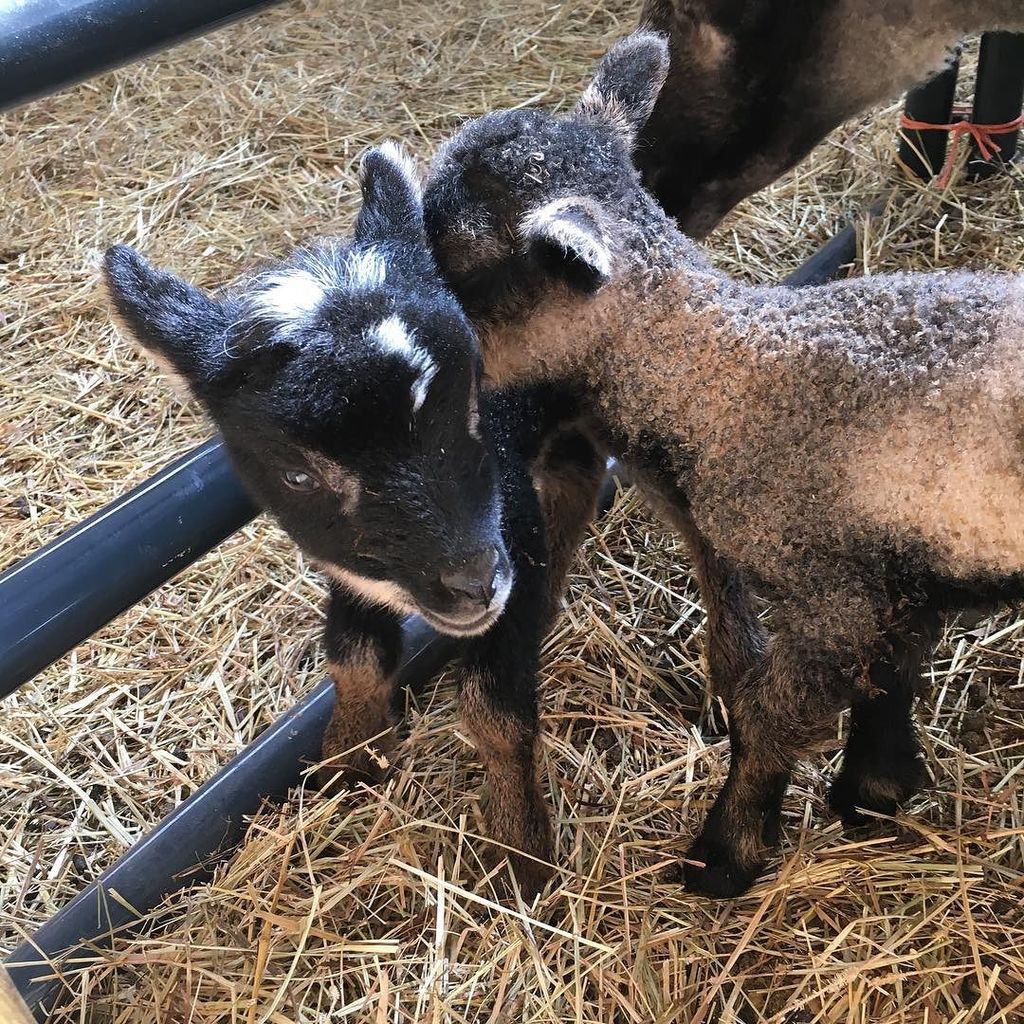 DragonwoolSheep's tweet image. by mshenk1 :: #lambs #shetlandsheep #siblings born on April fools day a ram and a ewe love them