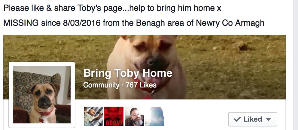 siobhanmcguigan's tweet photo. PLEASE take 2 seconds to share this. Friend's dog likely taken - pls help make him too hot to handle #bringtobyhome https://t.co/TH7sc3DbvL