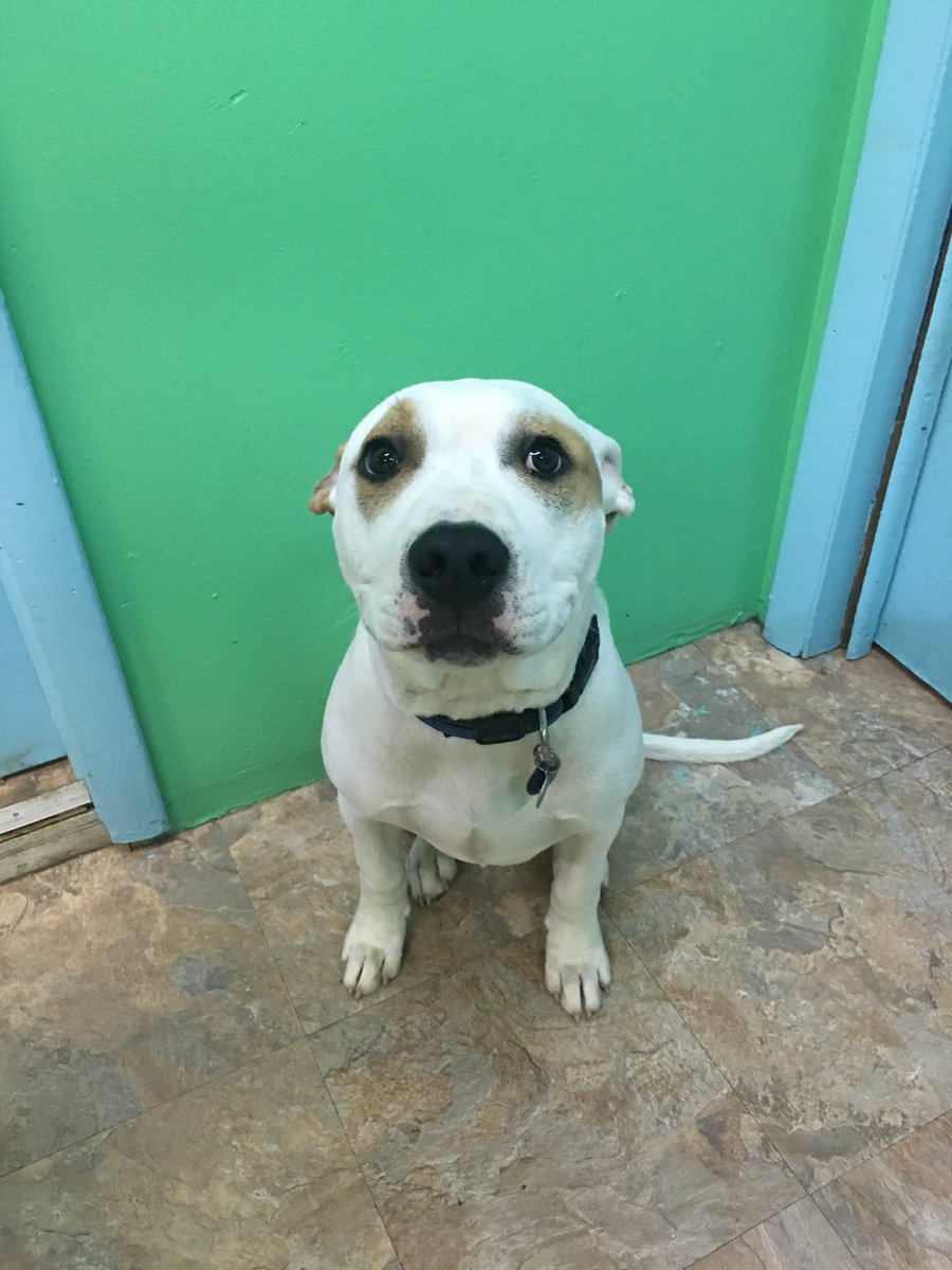 Doggie Paradise (Doggie_Paradise) Twitter