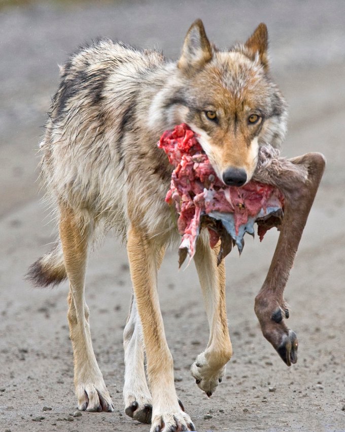 outdoorlife's tweet photo. Does Predator Control Really Work? #hunting #predatorcontrol
https://t.co/Yz5Z4sZzm8 https://t.co/03LP2FmLUb
