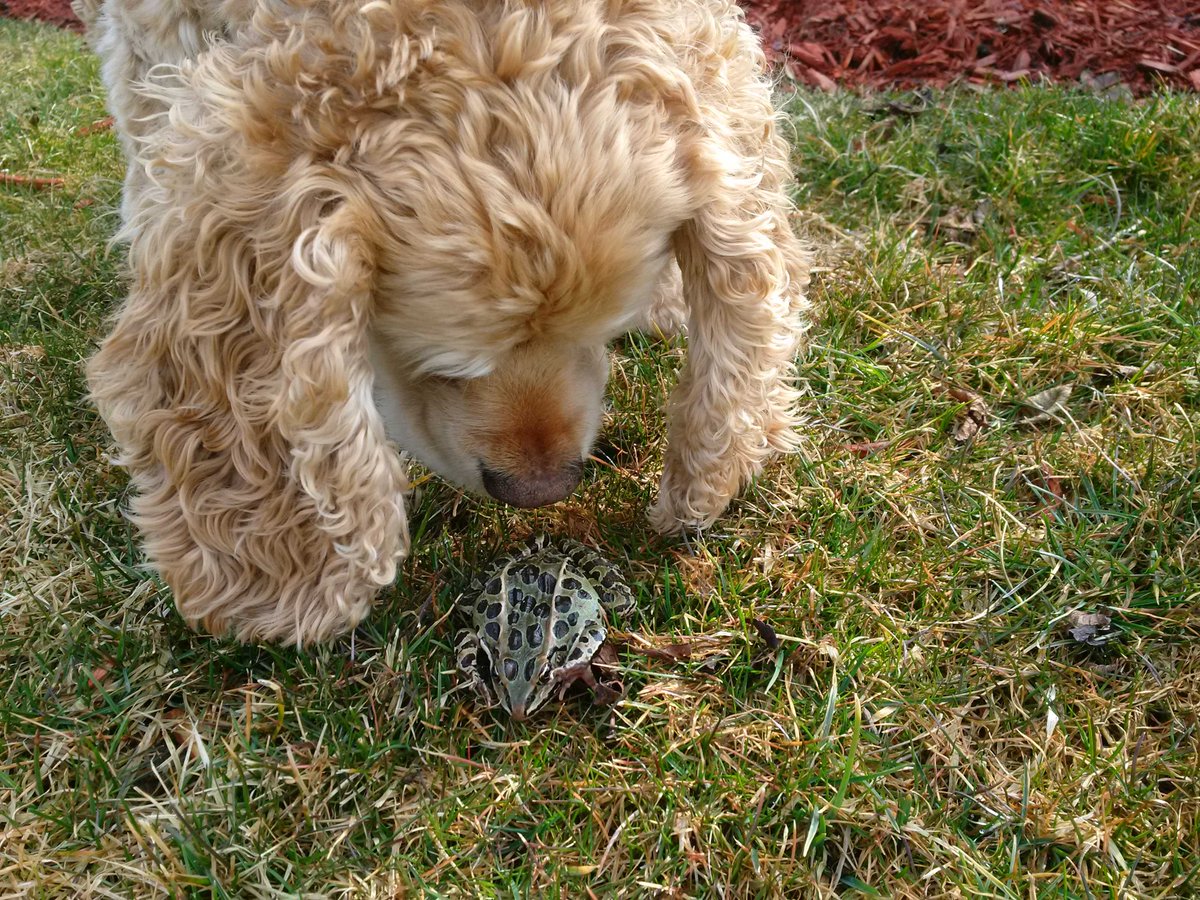 WicketsWebWorld's tweet photo. First FROG of 2016. Wicket is in his glory. Loves to make them hop. #frogcrazy #ribbet https://t.co/M3YshPd49B