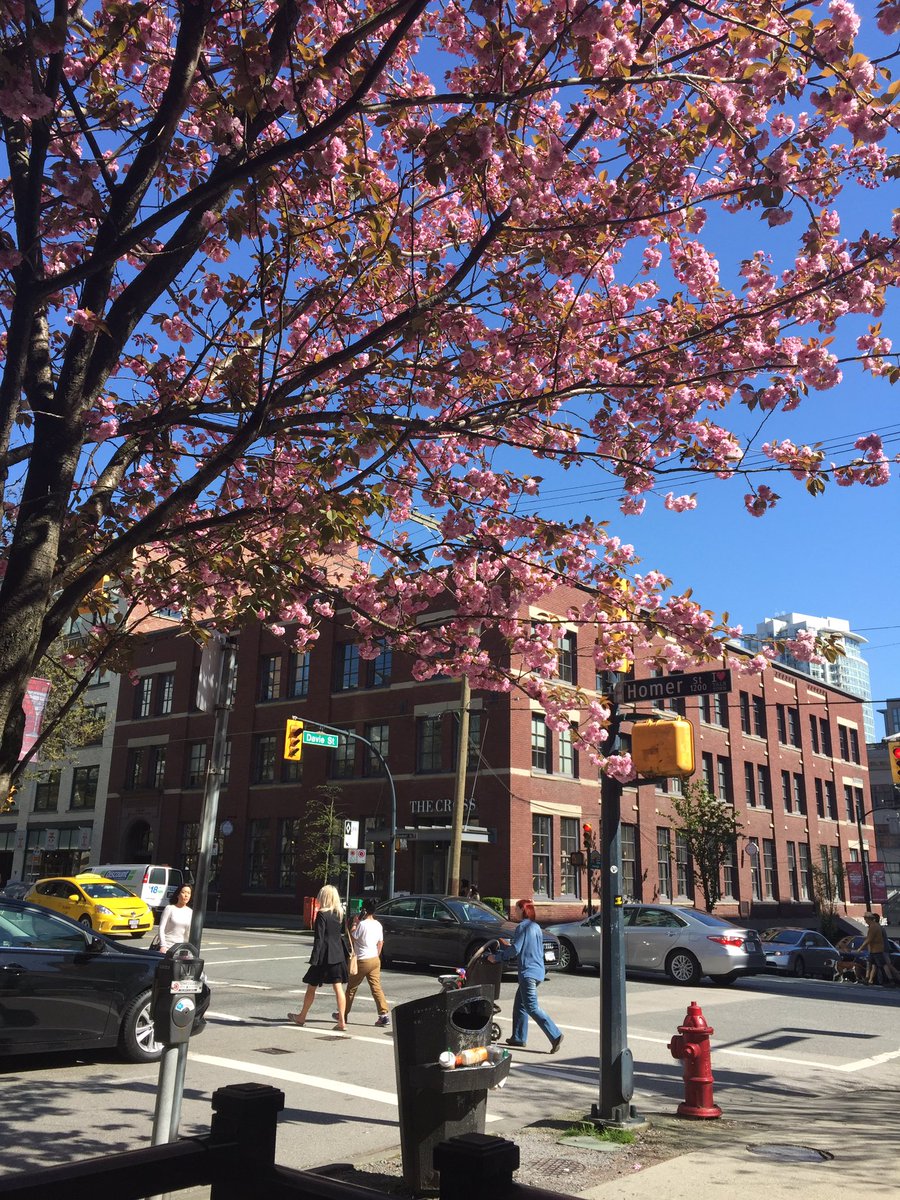 Saskthunderball's tweet image. #Vancouver #amazingspring