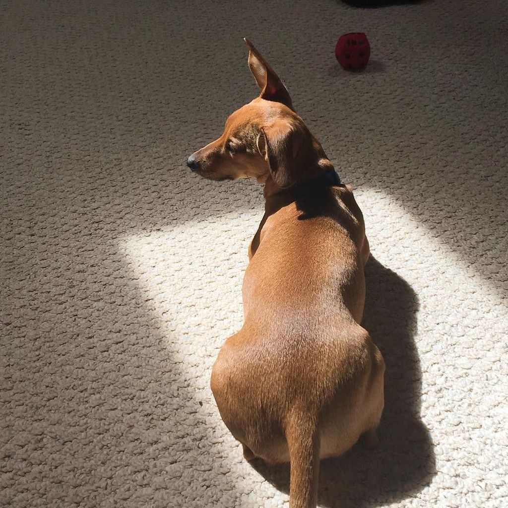 jerrythedoxie's tweet photo. #sun #sunshine #sunny #sunbaby #puppy #cute #socute #doxie #doxielove #dachshund #minidoxi… https://t.co/uCfja46Iu2 https://t.co/SExpyW8vlb