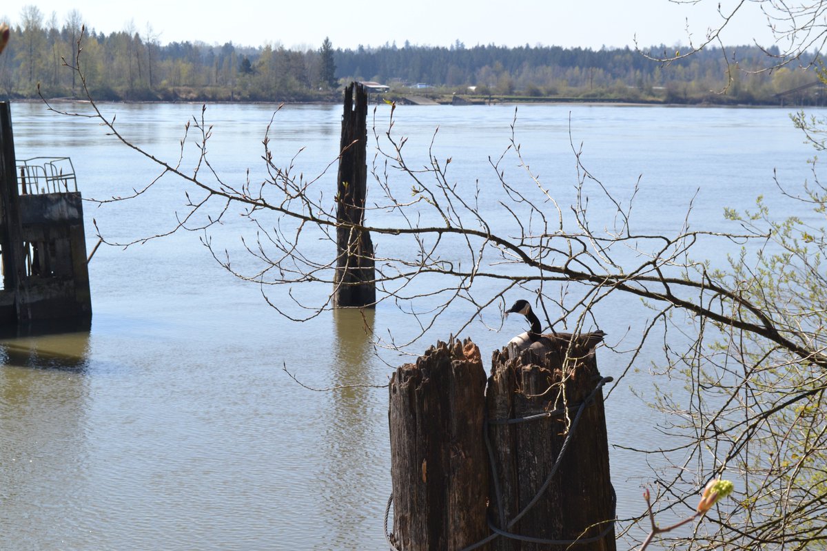 WestRecTimber's tweet image. A mama goose nesting right outside the window!  She's padding her nest with down this afternoon.