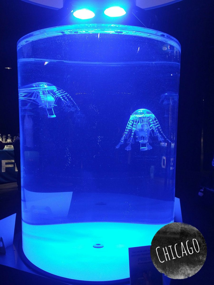 D204techtutor's tweet image. Preview of robotic jellyfish at Museum of Science &amp;amp; Industry for National Robotics Week. #RoboWeek #MSIbot #iplearns