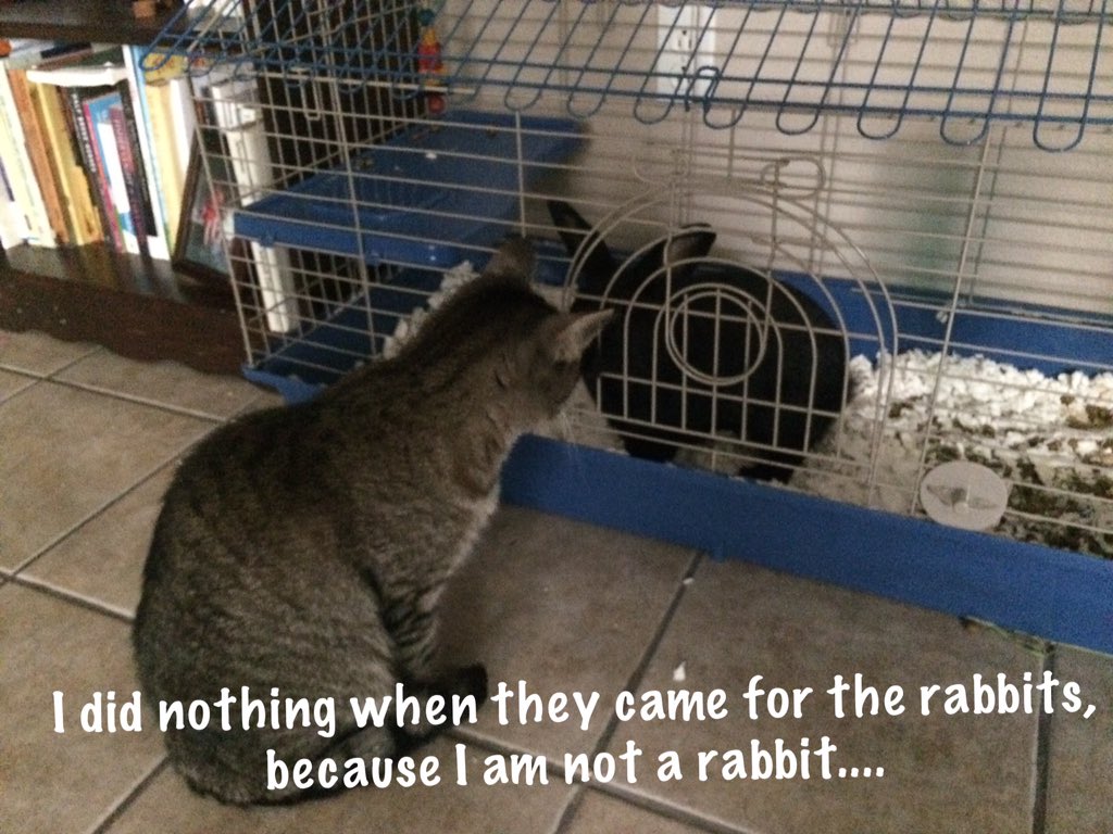 pynamus's tweet photo. @blackearlbunnyp #freeBlackEarl https://t.co/w5TNC96zGG