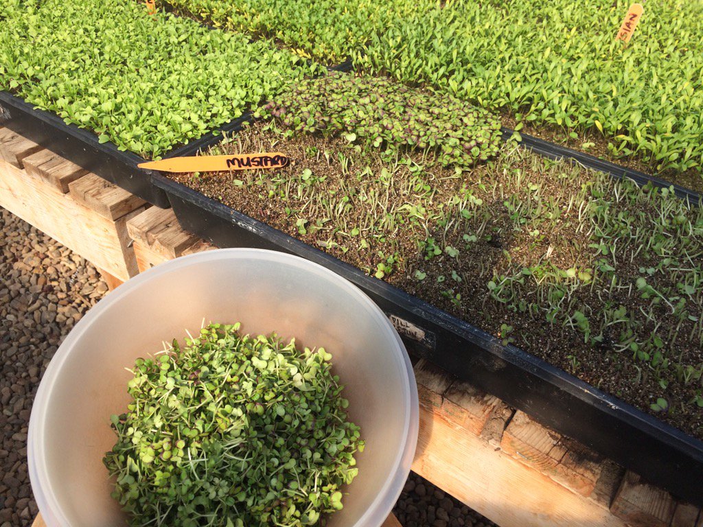 sparrownest's tweet photo. Trimming #redmustard #microgreens for @StrathconaMrkt tmrw. Packed w nutrients, add flavour and spice to your meals. https://t.co/riUwWQ5Lty