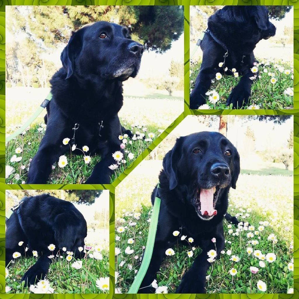 unamentinquieta's tweet photo. Quan caic i m'aixeques ❤ | Cuando caigo y me levantas
#blaklab #labrador #retriever #vivir… https://t.co/6BuocdbTLg https://t.co/MDO0sfcsAM