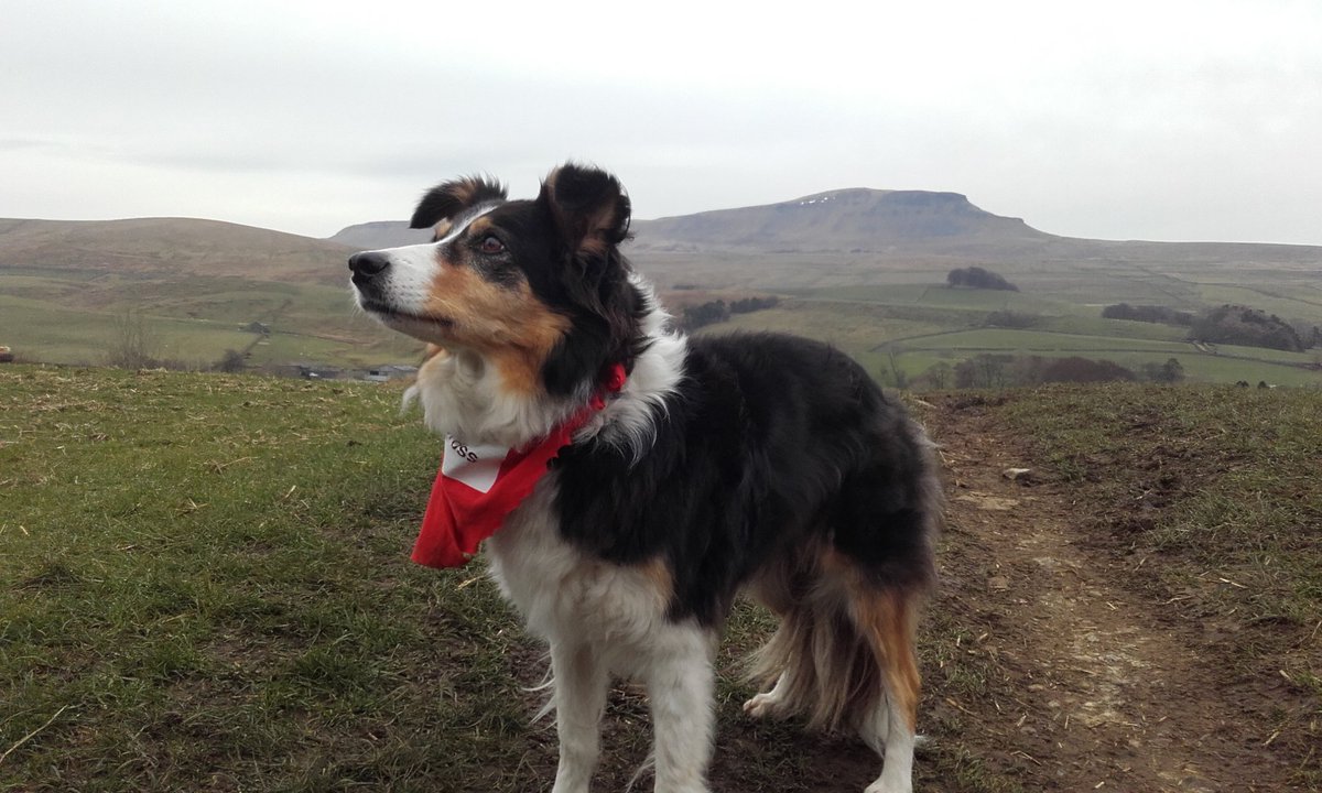 Yorkshire3Peaks's tweet photo. Yorkshire 3 Peaks walk today. Great weather for dogs! #ruffjustice #pawtosaytheleash https://t.co/0hgkH96Iau https://t.co/R3H7LZIAv5