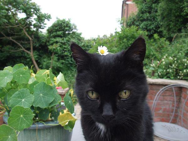 MYSADCAT's tweet photo. My cat is sad because the broken dreams &amp; shattered idealism of 1967's Summer Of Love weigh heavily on his mind. https://t.co/D2Vn1j1cQ6