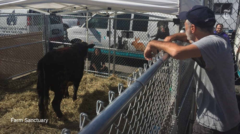 nytimes's tweet photo. A bull that escaped in Queens was captured. Oh, and Jon Stewart chauffeured it to freedom. https://t.co/v5yycbG2T2 https://t.co/8jpDnsSGKd