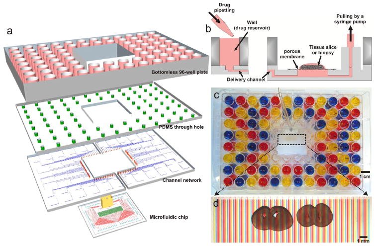 AFolchFolch's tweet photo. Folch lab has postdoc opening in microfluidics+cancer! See: https://t.co/INaKFc82Wz Apply: https://t.co/ZNOZmosK65 https://t.co/WnoXglSeNk