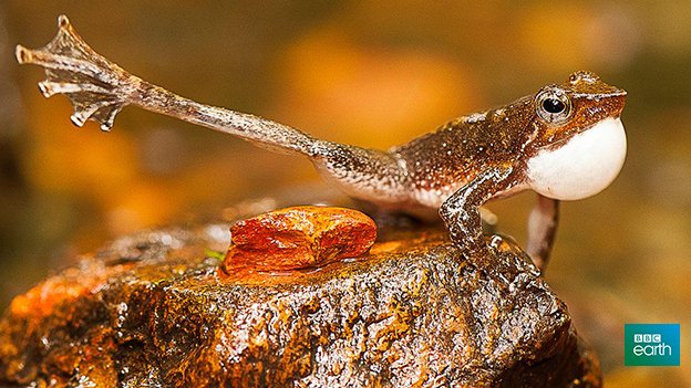 BBCEarth's tweet image. These newly-discovered frogs have really weird tadpoles bbc.in/1Vg77kK