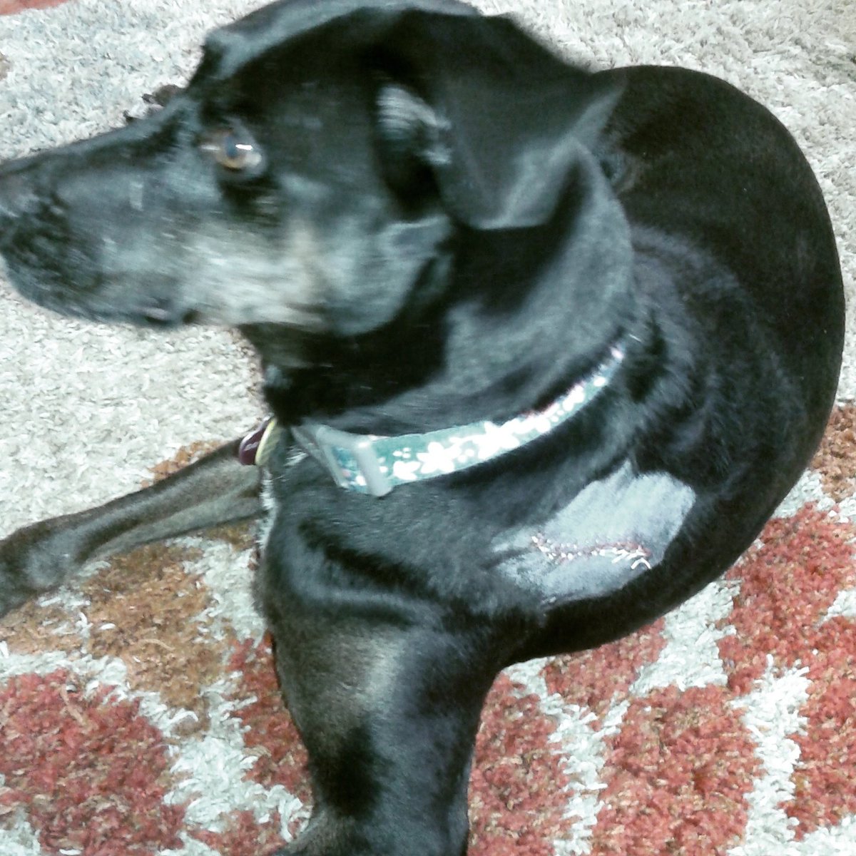 3deemcb's tweet photo. Thanks @RoundRockAH  for taking great care of Bailey during her procedure today! https://t.co/KBoAL9XDo9