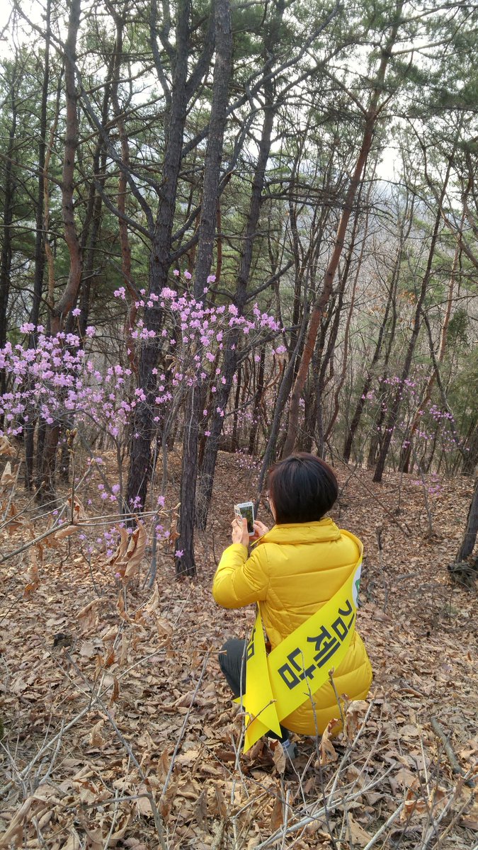 jnkim517's tweet photo. 내가 사는 상림마을 뒷산인 이말산에 진달래가 활짝 폈습니다♥(지금은 산행중) https://t.co/SLLLU1MSFJ