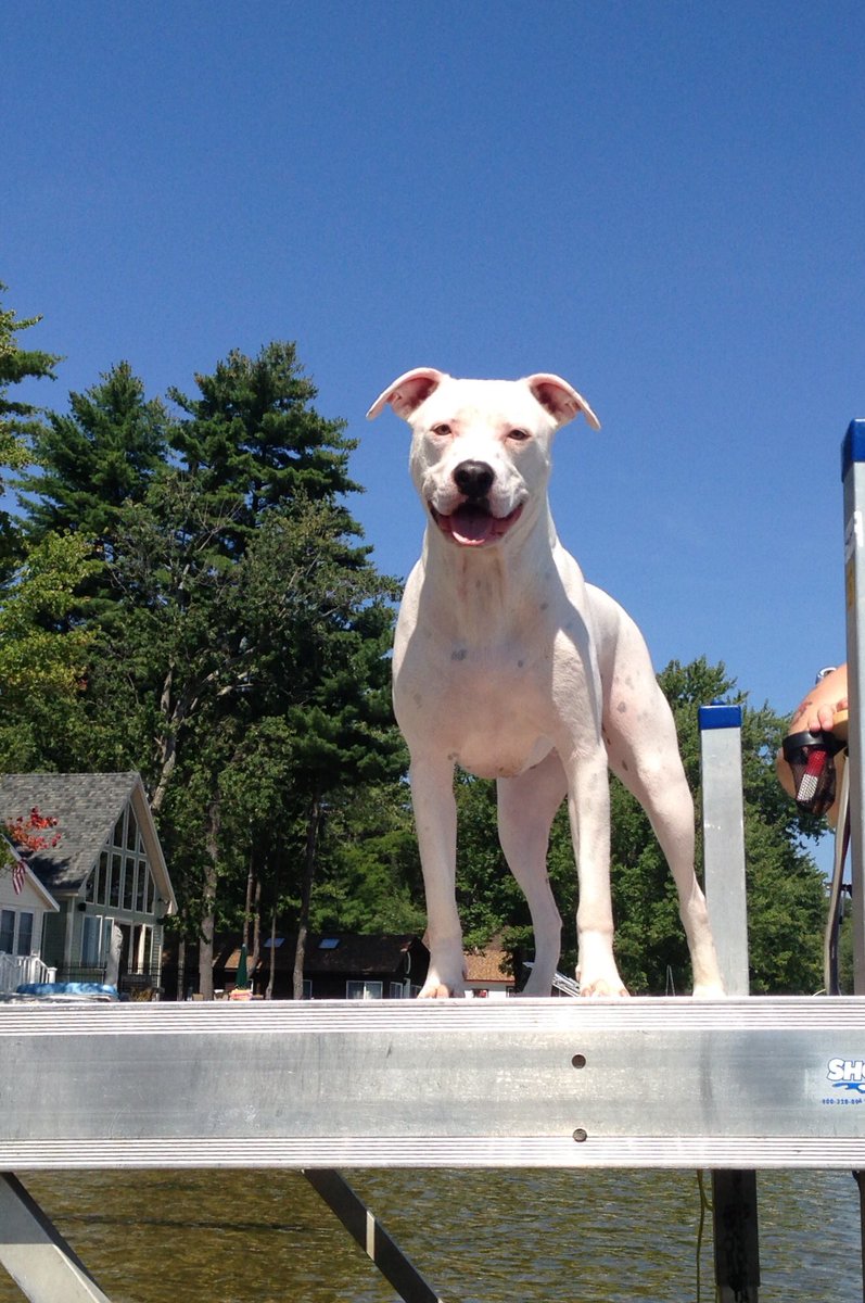ALfromBoston's tweet photo. @mikefinoia I wanted to show you my pit and boxer mix. https://t.co/hxE9hiud9b