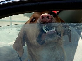 TangoPetDepot's tweet photo. Since the weather is getting warmer, never leave your pet in a hot car! #Vetmed #AnimalHospital #PetDepot https://t.co/nTubL8MiWD